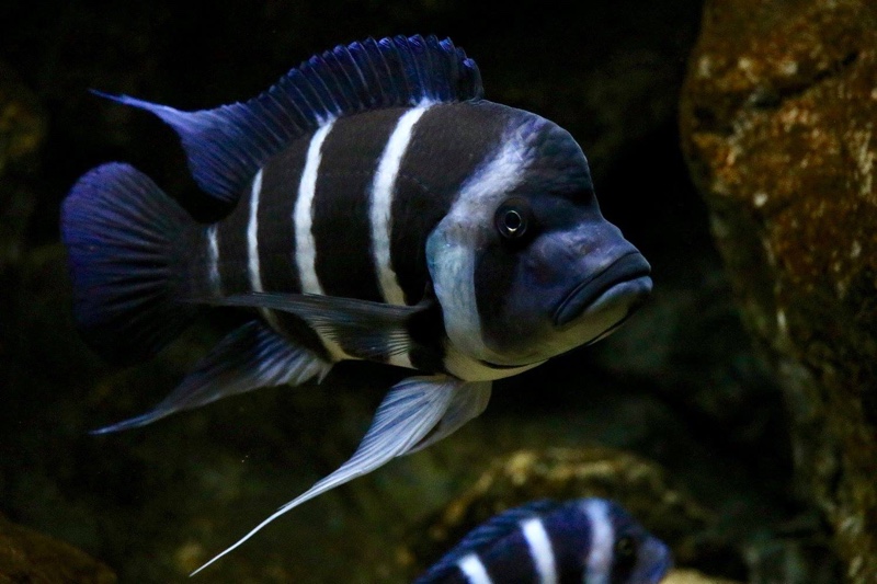 Cyphotilapia gibberosa 'Mikula'